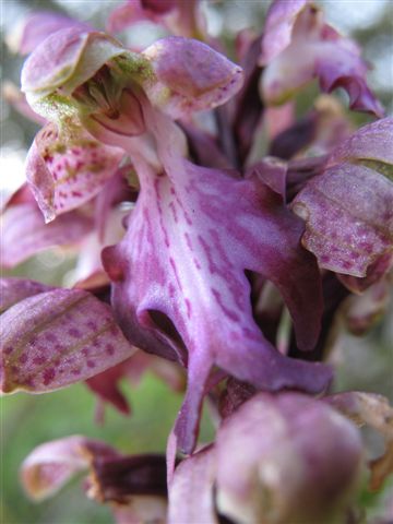 Himantoglossum hircinum detail
