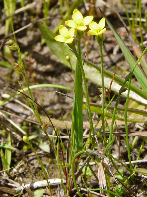 Cidendia filiformis Cidendia filiformis