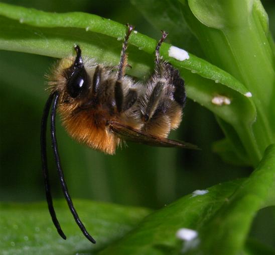 eucera_lon…nis_ln.jpg eucera_lon…nis_ln.jpg