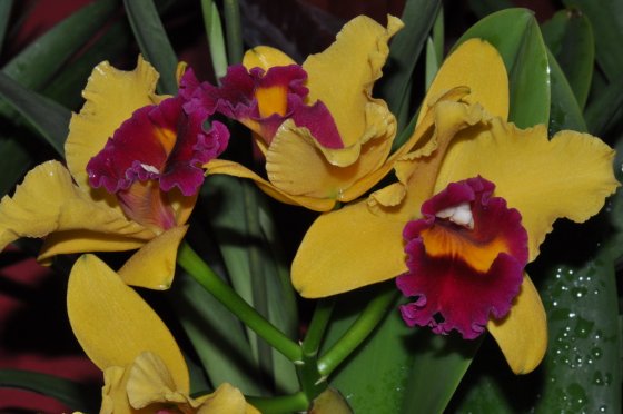 cattleya miniata JD cattleya miniata JD