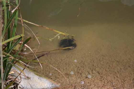 rencontres avec le poisson chat